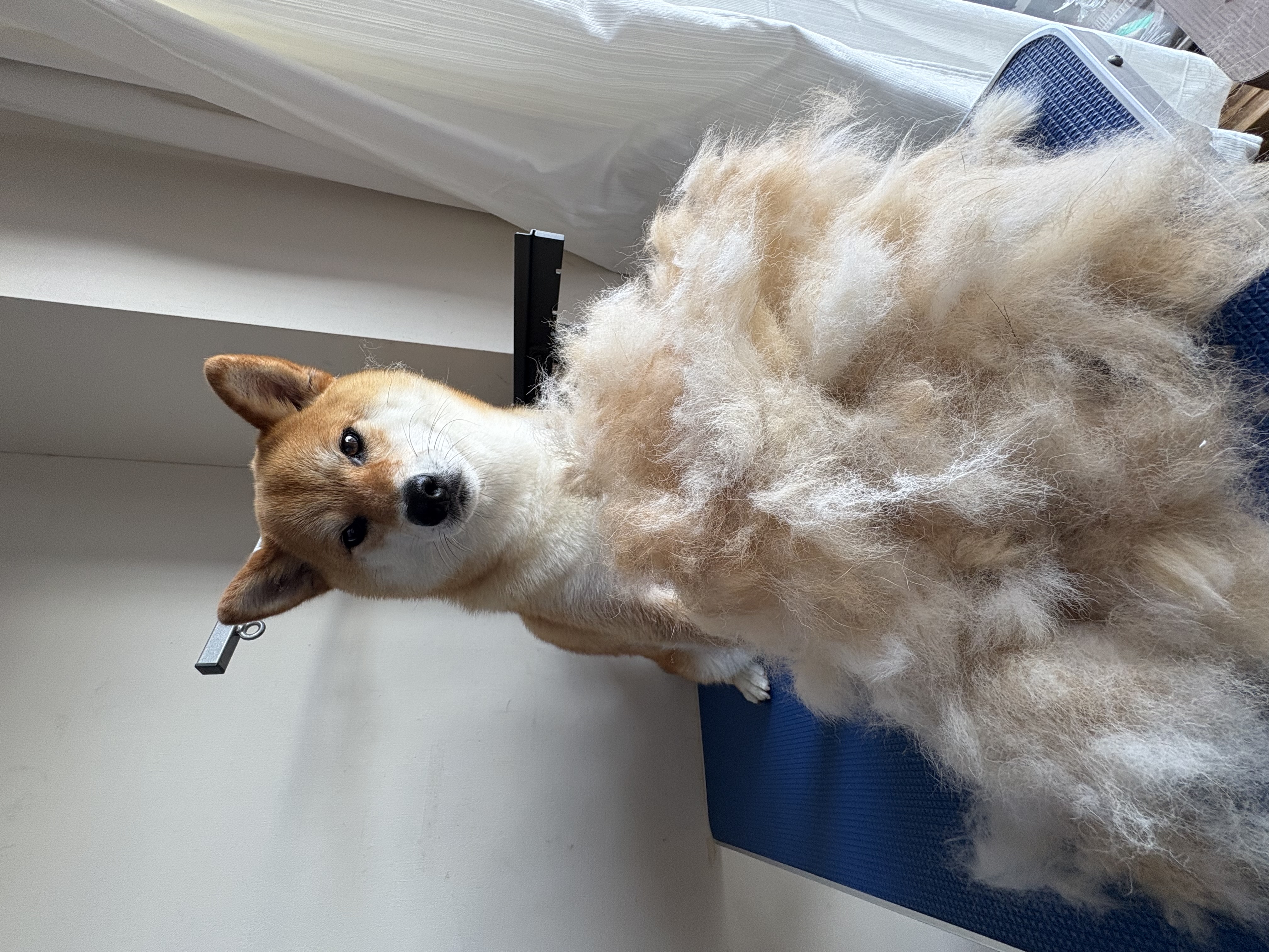 全身カットなし Before